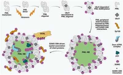 A Tale of Usurpation and Subversion: SUMO-Dependent Integrity of Promyelocytic Leukemia Nuclear Bodies at the Crossroad of Infection and Immunity